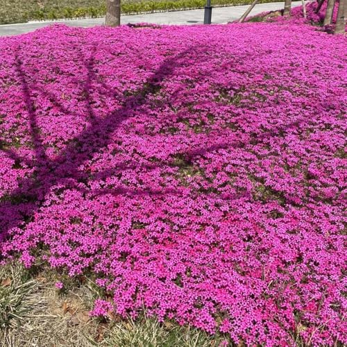 Semillas de Phlox de alfombra, flox subulata, Variedades antiguas semillas de jardín 600pcs