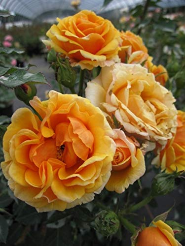 Baumschule Pflanzenvielfalt Kletterrose Disco Tango® - Rosa Disco Tango® - gelb-orange - Poulsen-Rose