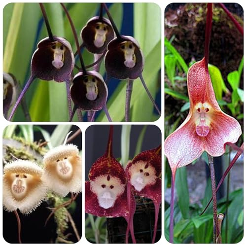 semi di orchidea testa di scimmia - vecchie varietà giardino resistenti biologici 220pcs
