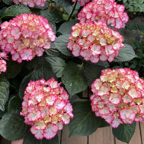 semillas de hortensia resistentes - perennes jardín, balcón Decoración oficina 10pcs