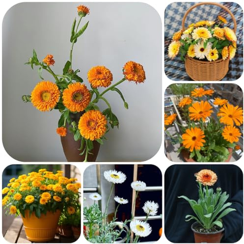 semi di calendula - Decorazioni giardino per esterni d'appartamento rare giardino, balcone ornamentali per zone soleggiate balcone 150semi