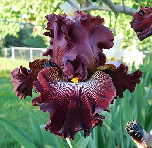 Bulbes d'iris De splendides racines d'iris barbuto colorent rapidement de nombreuses fleurs ornementales pour un jardin unique pour la terrasse du balcon domestique