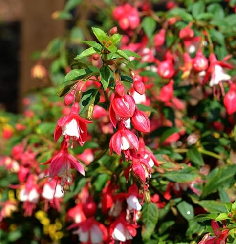 Fuchsie Lady Thumb - großer Topf - Fuchsia - lebende Gartenpflanze aus den Baumschulen