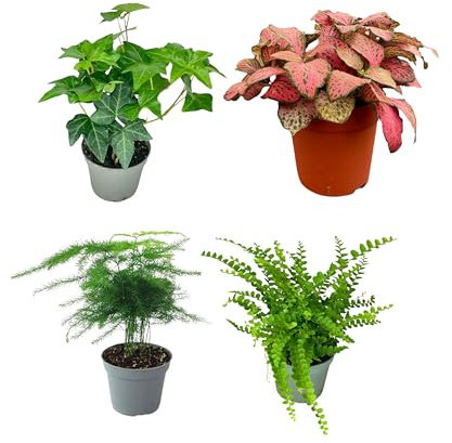 I Giardini di Giulia | Set 4 Piantine Verdi per Terrarium Fai-da-Te | Felce, Edera, Fittonia, Asparagus | Piante Vive Facili da Curare (Fittonia rossa)