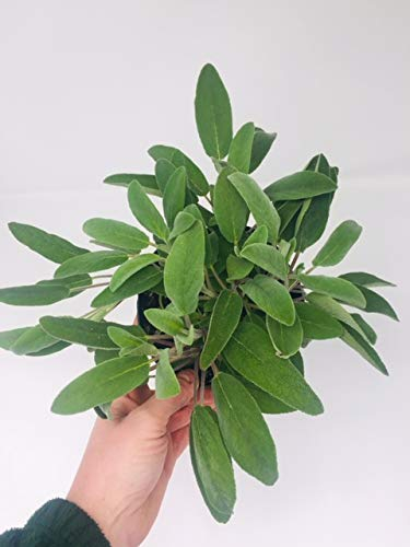 Large Sage Herb Plant in a 1.5litre Pot, Broad Leafed Variety Herb Plant