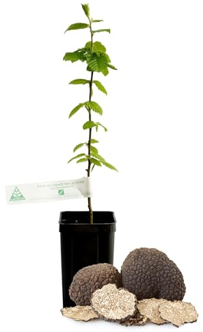 Edelpilze.Shop französischer Trüffelbaum – Zweijährige Hainbuche mit Burgunder-Trüffel beimpft, in Profiqualität für die Zucht im Garten – Bäumchen-Höhe ca. 30-50cm
