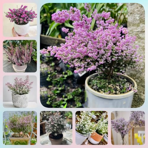 Heidekraut, exotische seltene alte sorten für sonnige plätze blumensamen wohnzimmer deko stauden winterhart mehrjährig geschenke für gartenliebhaber kräuterpflanzen büropflanzen 600Samen