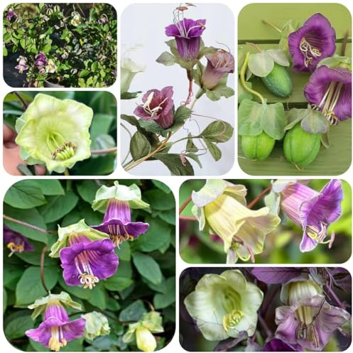 campanula, semi di campanula per l' di semi d'appartamento rare decorative, viti, rampicanti Decorazioni giardino per esterni 225semi