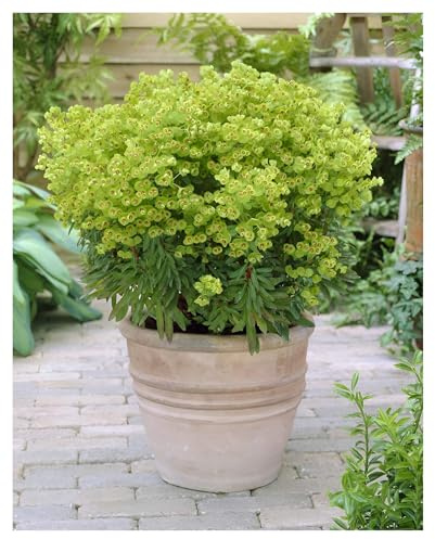 Stauden Gänge 10 x Euphorbia x martinii Bastard Wolfsmilch winterhart | Winterharte Staude für Sonne bis Halbschatten, Blüte April bis Juni, mehrjährig, 9x9 cm Topf