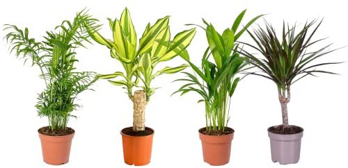 DECOALIVE Pack Palmeras Interior: Chamaedorea Elegans, Tronco de Brasil, Palmera Areca y Drácena - Plantas Naturales - Muy Resistentes