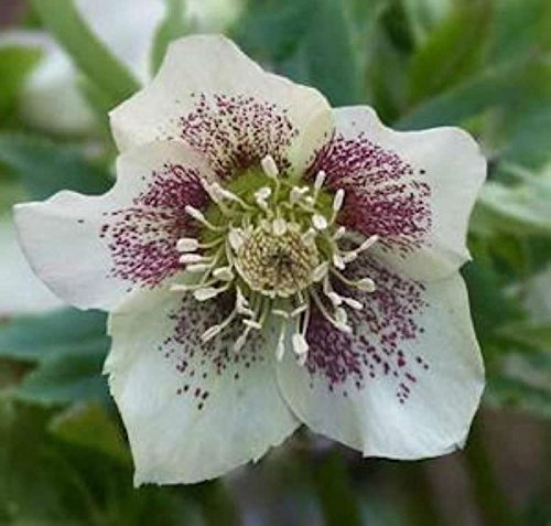 Christrose Lenzrose White Spotted - Helleborus orientalis - lebende Gartenpflanze aus den Baumschulen