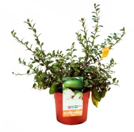 Planta natural Microcitrus, 30-35 cm. Caviar citrico rosa. Citrus australasica rosso. Arbusto con frutos alargados, pulpa esférica rosa y sabor ácido único. Segura Garden.