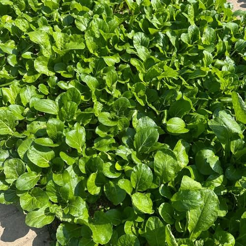 Semillas de pak choi, col con mostaza china balcón de invernadero interior variedades antiguas jardín rocas orgánico trepadoras 250pcs