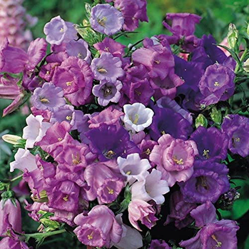 Canterbury Bells Seeds - Cup and Saucer Mixed - Perfect for Pollinators