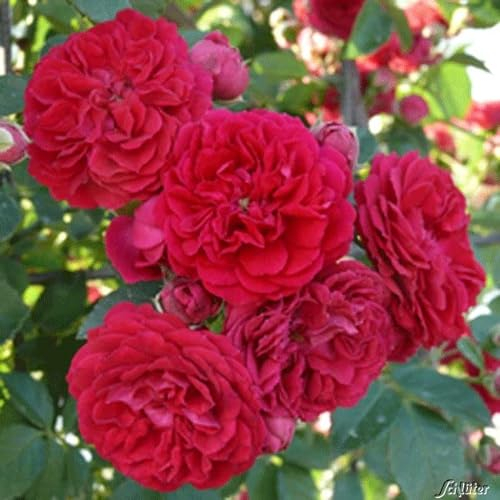 Kaminrote Ramblerrose Chevy Chase winterhart mehrjährig zahlreiche Blüten leichter Duft (wurzelnackte Pflanze in A-Qualität)