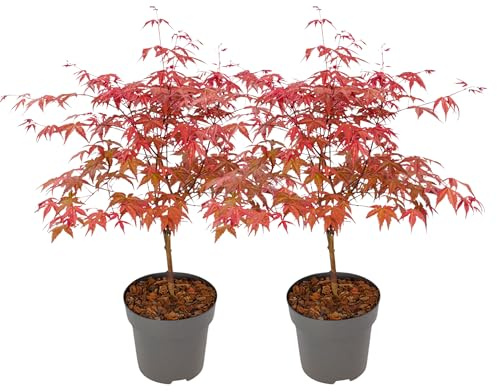 Plant in a Box - Palmatum 'Beni Maiko' - Set di 2 - Ao giapponese resistente all'inverno - Vaso 19cm - Altezza 60-70cm