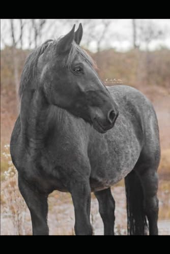 Manual for Noriker Horses