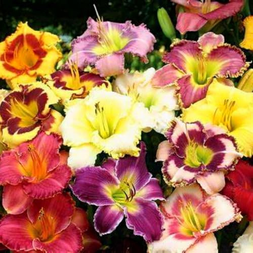 Taglilien in gemischten Farben – seltene Farben, winterharte Stauden – elegante Dekoration für Töpfe und Beete-6 stück