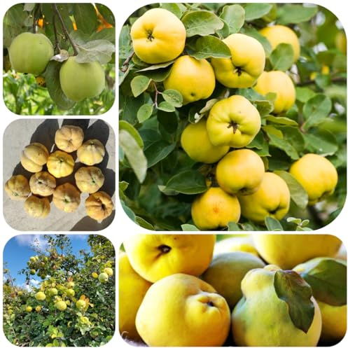 semillas de membrillo, balcón jardín variedades antiguas regalos para jardineros fresca resistentes para el columnares 85pcs