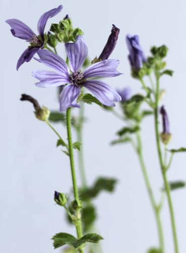 5 Stück Stauden Malve Primley Blue Sylvestris Bienenfreundliche Gartenpflanzen