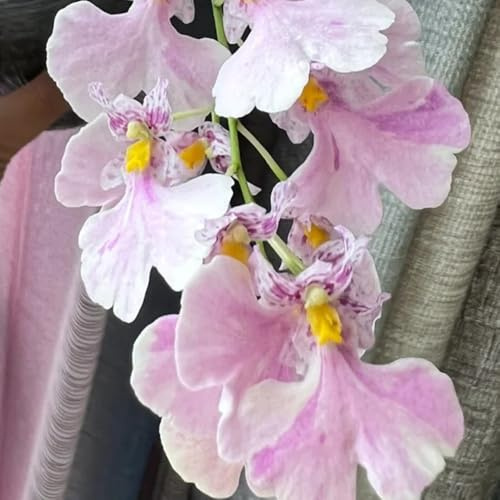 semi di orchidea oncidium rare, decorazione del soggiorno orchidea da giardino, luoghi soleggiati, semi per aiuole rialzate 600pcs
