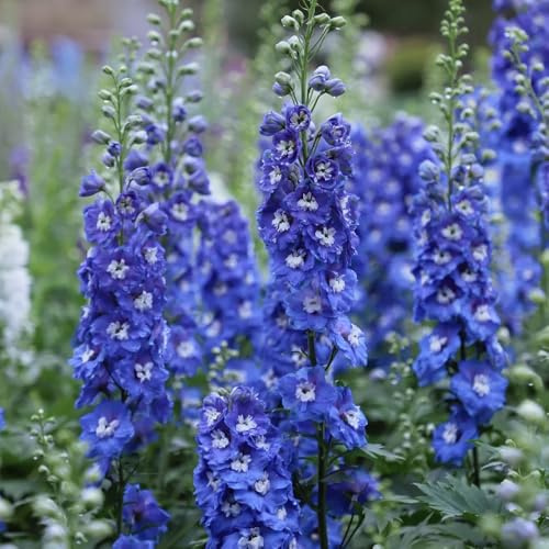 semi di delphinium - resistenti giardino balcone esterno esotiche 550pcs