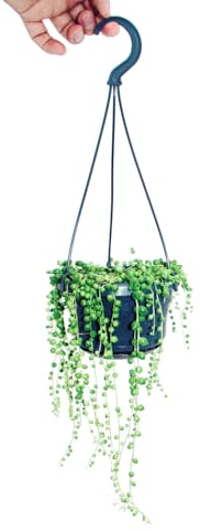 Lumière suspendue à un ruban - Senecio rowleyanus pot de 14cm