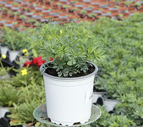 Ruda Planta Antimosquitos Natural Hierba Aromática Repelente de Insectos
