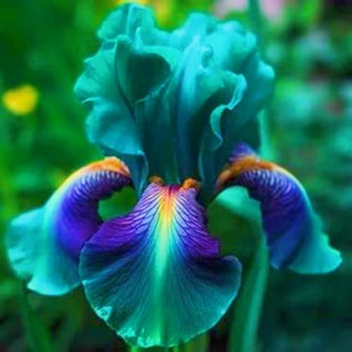 Rapid Growth Easy Planting iris Bulbs UK Hardy Perennial,Wedding Flowers,Plant Bulbs-6bulbs-h