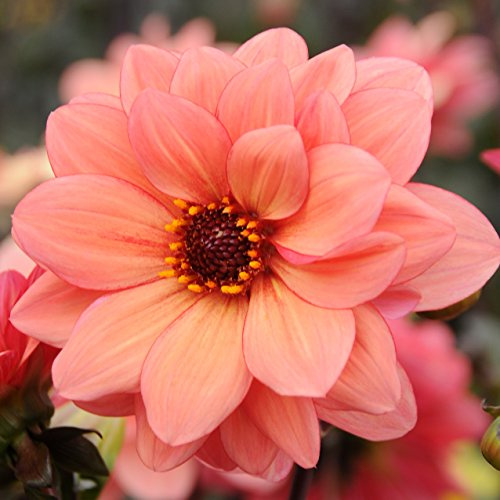 Easy to Grow Dahlia Poeme 3 Clumps of Tubers - Dark Leaf & Coral-Pink Flowers Blooms in Summer to Fall Sun, Plant in Spring