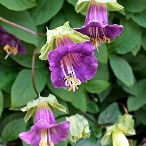 Semi di vite campana biologici, da balcone Cobaea scandens, resistenti vecchie varietà semi di selvatici perenni 80pcs
