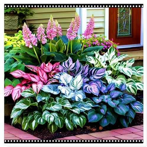 Seltene Funkie/Winterharte Funkie für den Außenbereich/Deutsche Gartenpflanze/Schnellwachsend-6 PCS-A