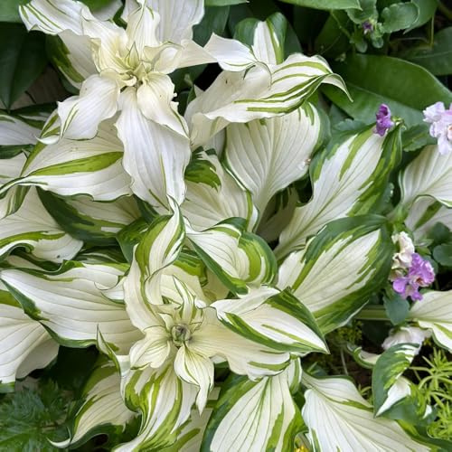 funkien winterhart - gartendeko für draußen mehrjährig 600samen