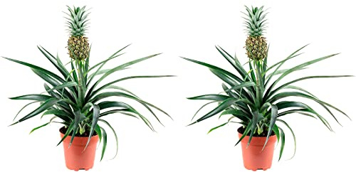 2er-Set Ananas (mit Frucht) - echte Zimmerpflanze, Ananas Corona - Höhe ca. 45 cm, Topf-Ø 12 cm
