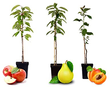 Plant in a Box - Obstbäume - 3er Mix - Apfel, Birne - Malus Braeburn, Pyrus 'Doyenne du Comice', Malus 'Baya Marisa' - Topf 9cm - Höhe 60-70cm