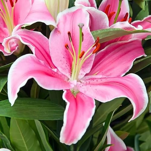 Lilienzwiebeln orientalische Lilie Lilium Zwiebeln Onion Knollen Winterhart Frische mehrjährig duftenden Prachtblüten Hochgewachsene Lilie (Sorbonne)