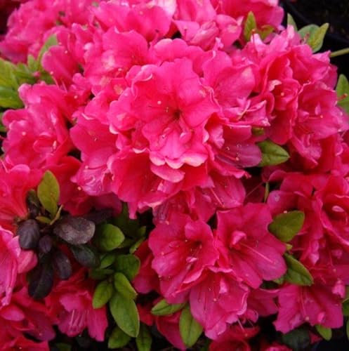 Rhododendron obtusum 'Canzonetta' 20-25 cm Japanische Azalee Alpenrose