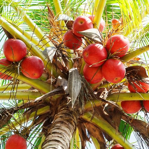 palma da cocco - Cocos nucifera semi di semi ufficio organici verdi perenni resistenti giardino letto 8pcs