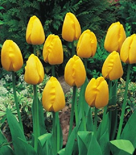Tulpen Golden Apeldoorn Tulpenzwiebeln (100 Blumenzwiebeln)