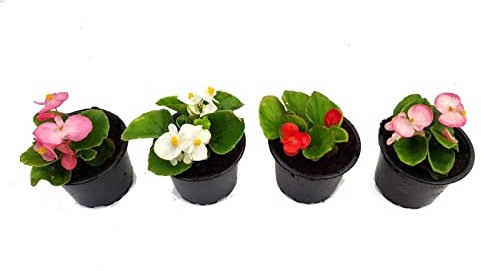 Begonia Hybrida - Pack 4 Unidades - Plantas Vivas - Flores de Exterior de Colores