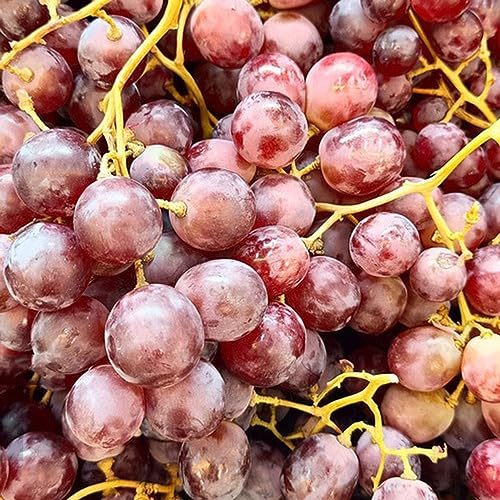 200 pcs trauben pflanzen samen - bonsai baum pflanzenkübel spezielle samen,trauben kernlos,weinreben,weintrauben pflanzen,Vitis vinifera, frisches obst winterharte kübelpflanzen obstsamen