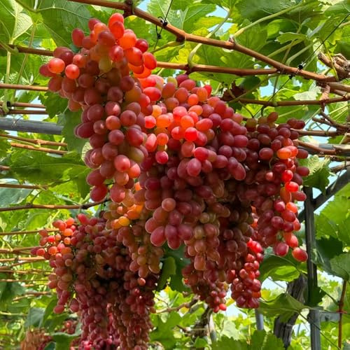 semi resistenti per le viti colonnari letto rialzato appartamento 800pcs