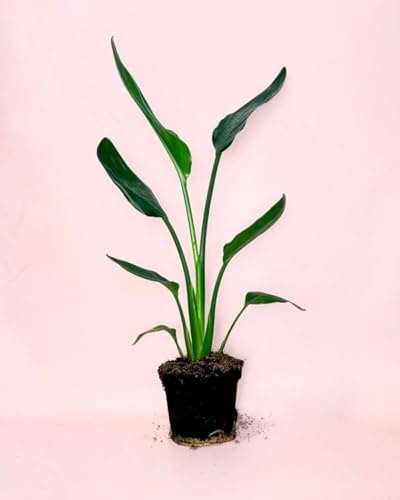 PUR PLANT Strelitzia reginae | Planta natural tropical apta para interior y exterior | Ave del paraíso elegante y resistente | Purificadora y decorativa | Maceta de Ø12 cm