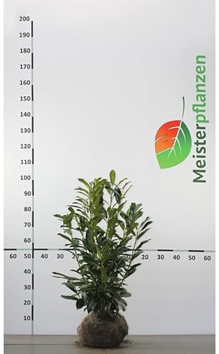 Kirschlorbeer Caucasica 80-100 cm. 5 Pflanzen. Kirschlorbeer Hecke | Immergrüne Lorbeerhecke