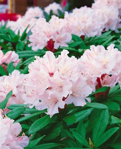 Rhododendron Hybr. 'Jacksonii' 60-70 cm - Rhododendron, rosa Blüten, Blütezeit Mai-Juni, ideal für halbschattige Standorte, immergrün, winterhart