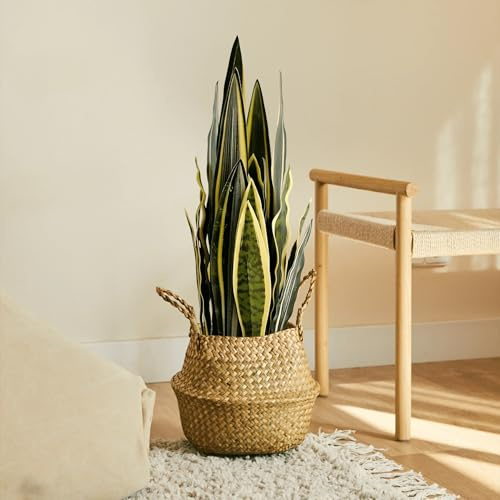 BLAINE - Planta Artificial Sansevieria 180 cm | Aspecto Hiperrealista para Decoración de Habitación, Interiores y Oficinas Que No Necesita Mantenimiento