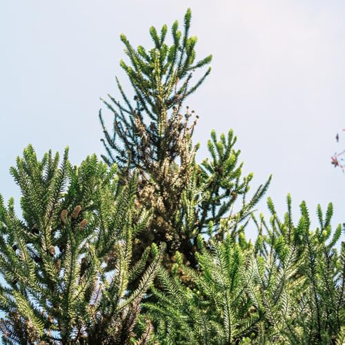 Araucaria, exotische pflanzensamen Araucaria Araucana, zimmerpflanzen balkon bio 80Samen