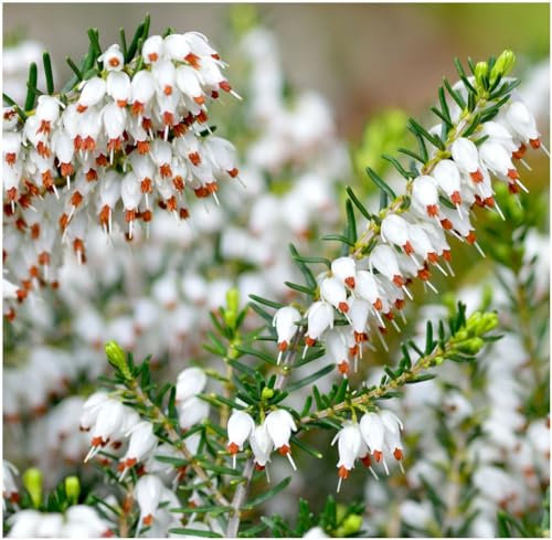 GrowOn Shrubs Heather Erica Carnea 'Springwood White' | Evergreen Shrub | Outdoor Garden Ready Plant | Winter to Spring Flowering | White Flowers