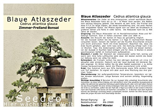 Seedeo® Blaue Atlas Zeder (Cedrus atlantica glauca) Bonsai 20 Samen
