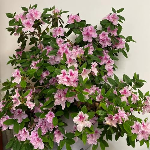 semi di rododendro - biologici resistente balcone esotiche 80pcs